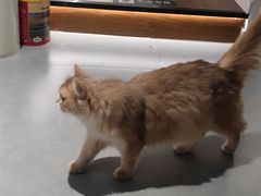 -琪喵猫屋·撸猫猫咖·猫舍