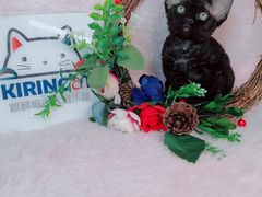 -十年猫舍·猫咪专门店(普陀店)