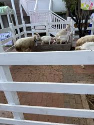 -爱儿美儿童摄影(五路居花园别墅店)