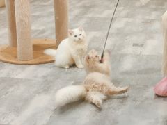 -楼上猫咖(罗湖店)