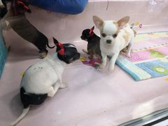 -哈尔滨市宠物交易市场