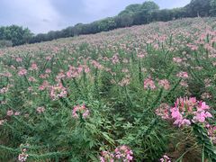 -松山湖梦幻百花洲