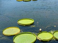 -荷塘月色湿地公园·向阳花洲