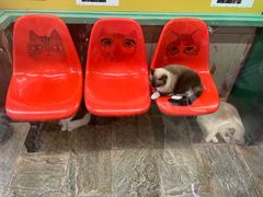 -猫咪博物馆(顶澳仔猫街店)