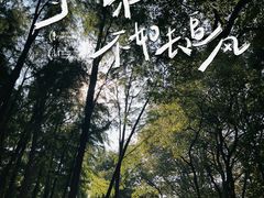 -上海共青森林公园