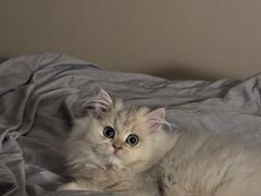 -宠颐生宠物医院·心肾内科·猫专科诊疗中心宠巢店