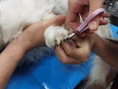 -纳吉亚猫专科动物诊疗中心(蒋宅口分院)