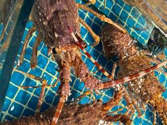 -驻海渔市(置信店)