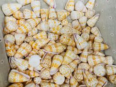 -青岛贝壳博物馆