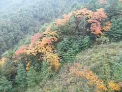 -铁山坪森林公园