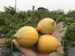 -迪茵湖田家舍生态农场