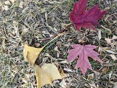 -辽宁大学(崇山校区)