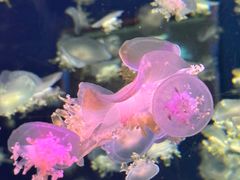 -太平洋海底世界