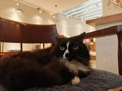 -有猫主题·治愈系猫咖(曾厝垵店)