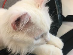-飞行喵MR PILOT|猫舍·猫咖(静安大融城店)