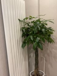 -三十一天爱产后恢复(龙府花园店)