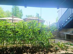 -黄山老妈·土菜(碧桂园店)