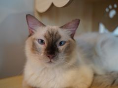 -喵zoo家庭繁育猫舍(尖东智能花园店)