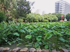 -陈家山荷花公园