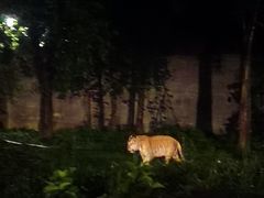 -清迈夜间动物园
