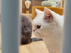 -1013 PET SHOP精品宠物商店(丁香店)