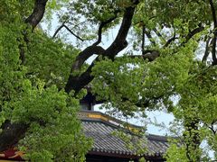 -西园戒幢律寺