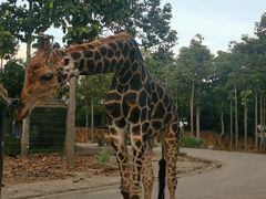 -清迈夜间动物园