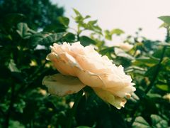 -人民公园(罗湖区)