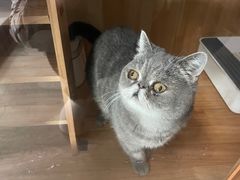 -瑞鹏宠物医院·骨科·猫科·内科(第一中心)