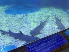 -上海长江河口科技馆