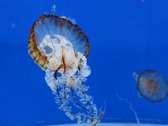-长春中泰海洋世界