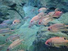 -上海海洋水族馆