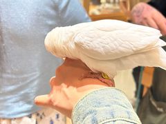 -帕帕拉兹宠物(亚洲旗舰店)