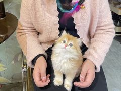-欣宠猫屋·矮脚拿破仑·蓝金金渐层