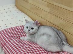 -艾贝尔宠物诊疗