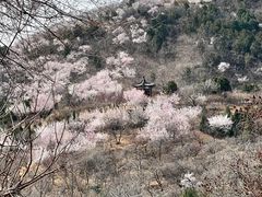 -北京西山国家森林公园