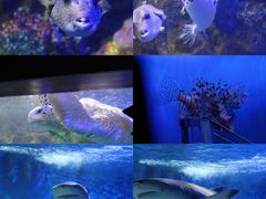 -太平洋海底世界