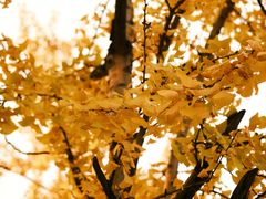 -重庆市江北嘴中央商务区中央公园