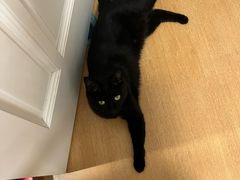 -瑞派·关忠动物医院·异宠专科·犬猫肿瘤·皮肤专科(望京店)