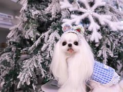 -萌宠之家·腊肠犬·马尔泰·小体犬舍