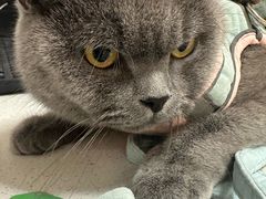-瑞鹏宠物医院·骨科·猫科·内科(第一中心)