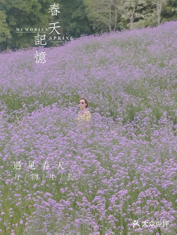 【旅】广州又一处花田盛开啦！