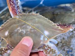 蒸汽海鲜-蓝珊甄选海鲜自助·火锅大排档(近阿那亚店)