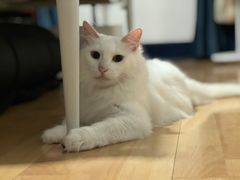 -艾贝尔宠物诊疗