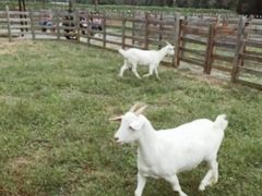 -前小桔亲子创意农场·草莓采摘·露营烧烤