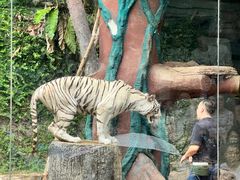 -清迈夜间动物园