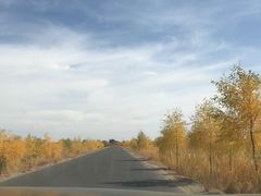 -金塔沙漠胡杨林景区