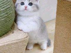 -Bastet sally猫舍购宠(静安店)