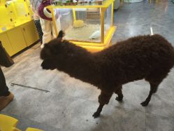 -神奇动物撸宠馆·羊驼·小浣熊·异宠(豫园店)