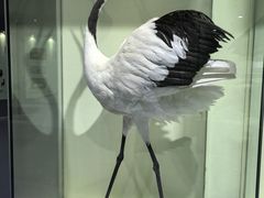 -盐城丹顶鹤湿地生态旅游区
